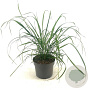 Calamagrostis brachytricha GM 2,0L