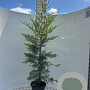 Cupressocyparis leylandii 100-125 cm 5,0L
