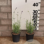 Lavandula ang. 'Hidcote' 15-20 cm P13