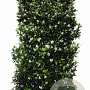 Trachelospermum jasminoides 180 hoog Haagelement 100Bx40D