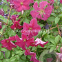 Clematis 'Abundance' GM 2,0L leverbaar