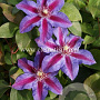Clematis 'Akaishi' GM 2,0L leverbaar