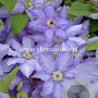 Clematis 'Alice Fisk' GM 2,0L leverbaar