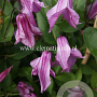 Clematis 'Aljonushka' GM 2,0L leverbaar