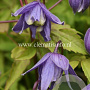 Clematis alpina GM 2,0L leverbaar