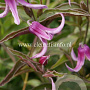 Clematis 'Andante' GM 2,0L leverbaar