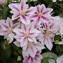 Clematis 'Andromeda' GM 2,0L leverbaar