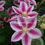 Clematis Angela GM 2,0L leverbaar