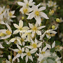 Clematis 'Anita' GM 2,0L leverbaar