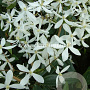 Clematis armandii GM 2,0L leverbaar