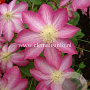 Clematis 'Asao' GM 2,0L leverbaar