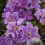 Clematis 'Ashva' GM 2,0L leverbaar