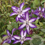 Clematis Astra Nova GM 2,0L leverbaar