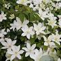Clematis Baby Star GM 2,0L leverbaar