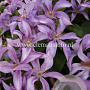 Clematis 'Bagatelle' GM 2,0L leverbaar