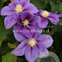 Clematis 'Barbara Jackman' GM 2,0L leverbaar