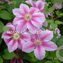 Clematis 'Bees Jubilee' GM 2,0L leverbaar