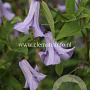 Clematis 'Betty Corning' GM 2,0L leverbaar