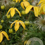 Clematis 'Bill MacKenzie' GM 2,0L leverbaar