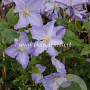 Clematis 'Blekitny Aniol' GM 2,0L leverbaar