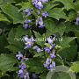 Clematis 'Blue Dwarf' GM 2,0L leverbaar