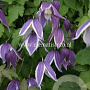 Clematis 'Blue Eclipse' GM 2,0L leverbaar