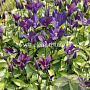 Clematis Blue Ocean GM 2,0L leverbaar