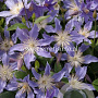 Clematis Blue River GM 2,0L leverbaar