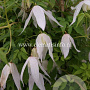Clematis 'Broughton Bride' GM 2,0L leverbaar
