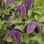 Clematis 'Brunette' GM 2,0L leverbaar