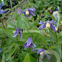 Clematis 'Budapest' GM 2,0L leverbaar
