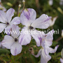 Clematis 'Caerulea Luxurians' GM 2,0L leverbaar