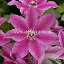 Clematis 'Carnaby' GM 2,0L leverbaar