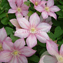Clematis 'Caroline' GM 2,0L leverbaar
