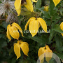 Clematis 'Corry' GM 2,0L leverbaar