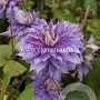 Clematis 'Countess of Lovelace' GM 2,0L leverbaar