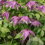 Clematis 'Cragside' GM 2,0L leverbaar
