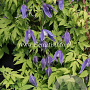 Clematis 'Cyanea' GM 2,0L leverbaar