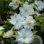 Clematis Dancing Dorien GM 2,0L leverbaar