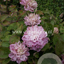 Clematis Dancing Smile GM 2,0L leverbaar