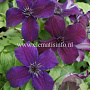 Clematis 'Dark Eyes' GM 2,0L leverbaar