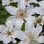 Clematis 'Destiny' GM 2,0L leverbaar
