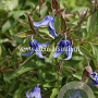 Clematis 'Diversifolia Olgae' GM 2,0L leverbaar
