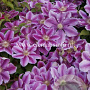 Clematis 'Dr Ruppel' GM 2,0L leverbaar