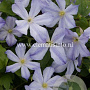 Clematis 'Dutch Sky' GM 2,0L leverbaar