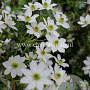 Clematis 'Early Sensation' GM 2,0L leverbaar