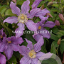 Clematis East River GM 2,0L leverbaar