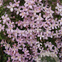 Clematis 'Elizabeth' GM 2,0L leverbaar