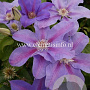 Clematis 'Etoile de Malicorne' GM 2,0L leverbaar