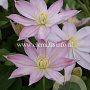 Clematis 'Etoile Nacrée' GM 2,0L leverbaar